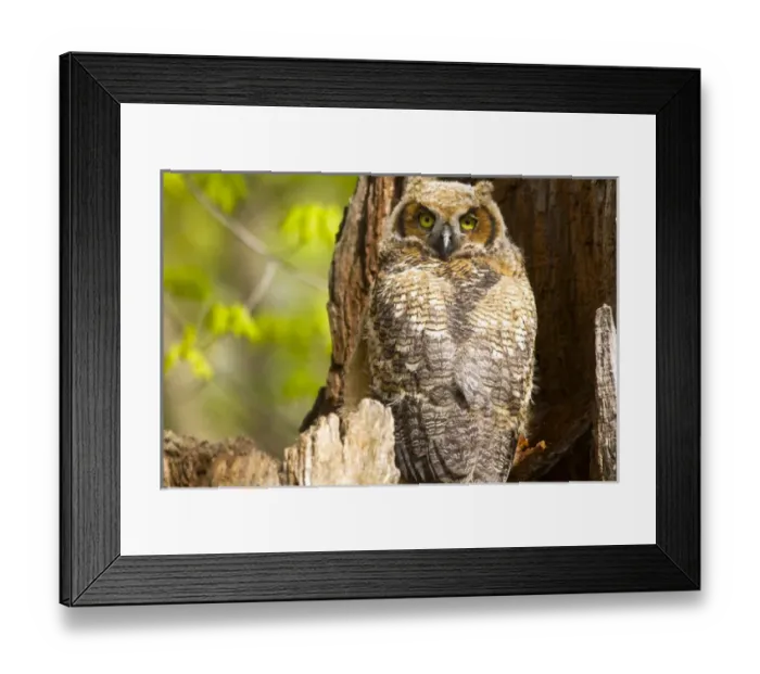 Framed Print : Great Horned Owl at nest site in Defiance, Ohio, USA Framed Print : Great Horned Owl at nest site in Defiance, Ohio, USA