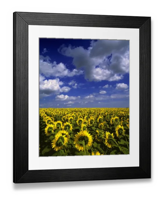 Framed Print : USA, North Dakota, Cass Co. These sunflowers appear to be marching to the horizon in Cass County Framed Print : USA, North Dakota, Cass Co. These sunflowers appear to be marching to the horizon in Cass County