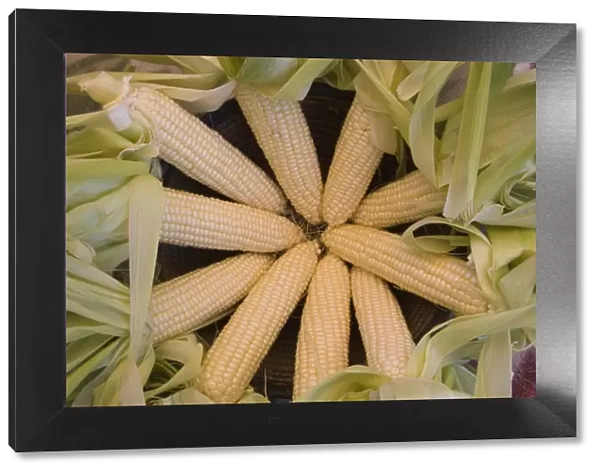 Choctaw Indians of Louisianna, Mississippi and Alabama grew sweetcorn as a food staple