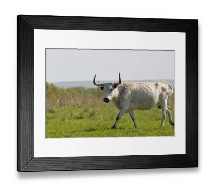 Framed Print : Longhorn cow near Pawhuska Oklahoma