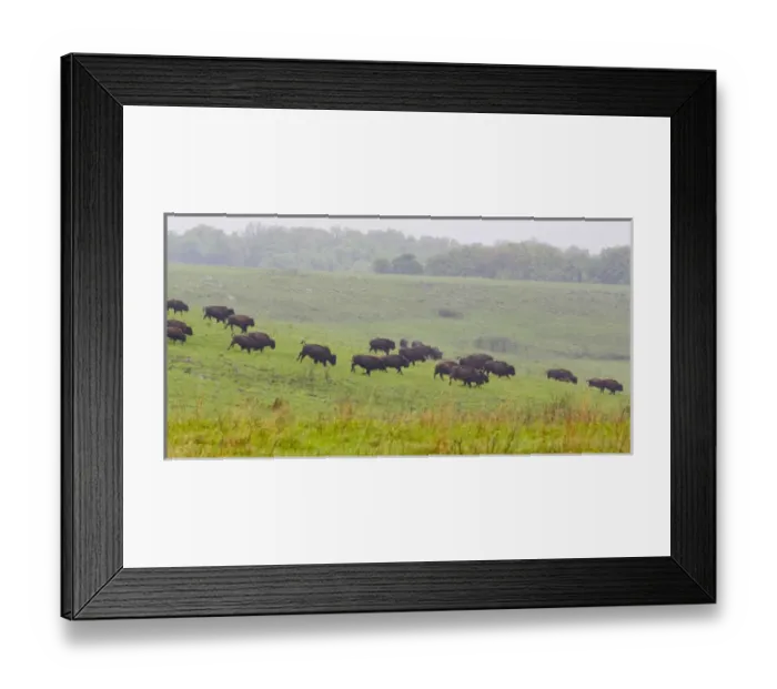 Framed Print : Bison herd runs in the rain at the Tallgrass Prairie Preserve near Pawhuska Oklahoma