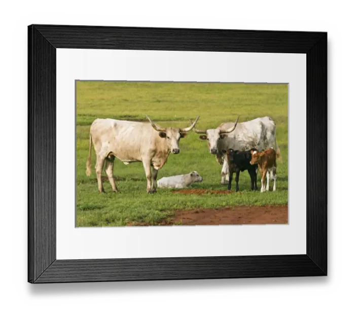 Framed Print : Longhorn cattle, cows and calves, Wichita Mountains National Wildlife Refuge, Oklahoma Framed Print : Longhorn cattle, cows and calves, Wichita Mountains National Wildlife Refuge, Oklahoma