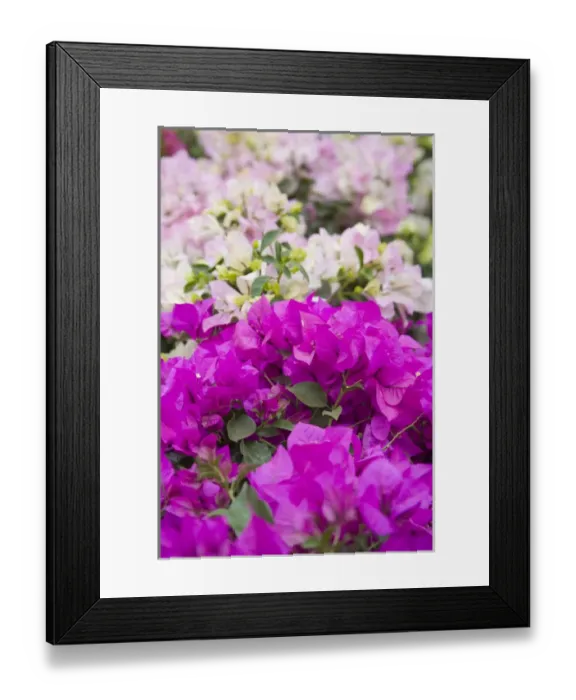 Framed Print : North America, Mexico, Guanajuato state, San Miguel de Allende. Bougainvillea flowers Framed Print : North America, Mexico, Guanajuato state, San Miguel de Allende. Bougainvillea flowers