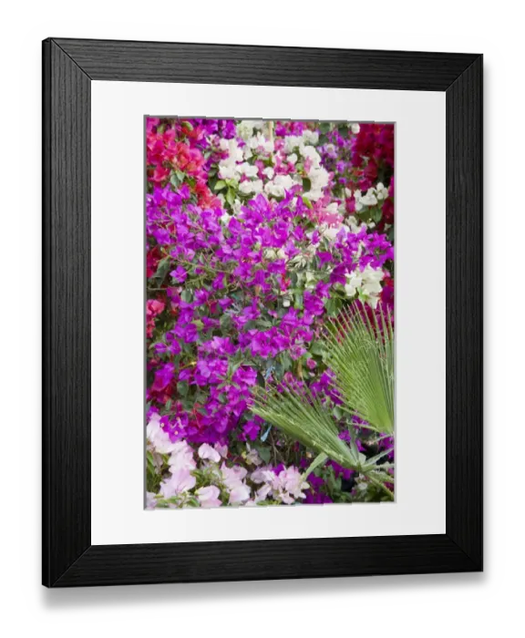 Framed Print : North America, Mexico, Guanajuato state, San Miguel de Allende. Bougainvillea flowers