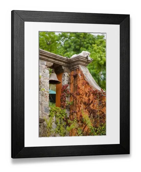 Framed Print : North America, Mexico, Guanajuato state, San Miguel de Allende. A pet dog on