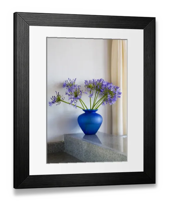 Framed Print : North America, Mexico, Guanajuato state, San Miguel de Allende. An Agapanthus flower Framed Print : North America, Mexico, Guanajuato state, San Miguel de Allende. An Agapanthus flower