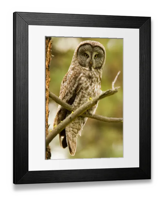 Framed Print : North America; USA; Oregon; La Grande Great Grey Owl