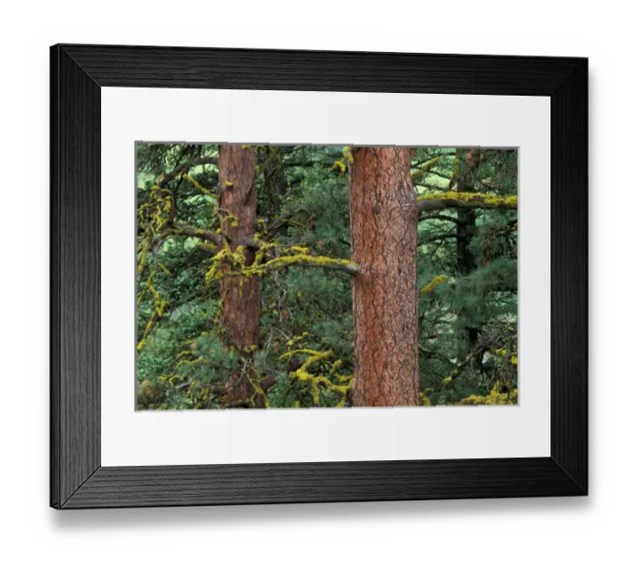 Framed Print : North America, USA, Oregon, Wallowa Whitman NF, Hells Canyon, Ponderosa forest Framed Print : North America, USA, Oregon, Wallowa Whitman NF, Hells Canyon, Ponderosa forest