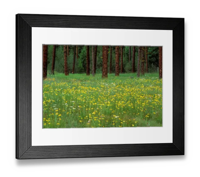 Framed Print : North America;USA;Oregon;La Grande Spring Flowers & Ponderosa Pines Framed Print : North America;USA;Oregon;La Grande Spring Flowers & Ponderosa Pines