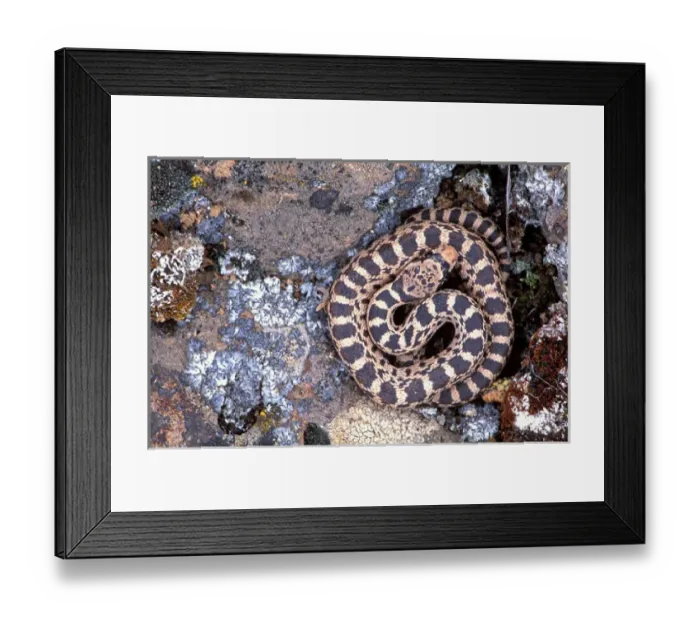 Framed Print : North America; USA; Oregon Gopher Snake Framed Print : North America; USA; Oregon Gopher Snake