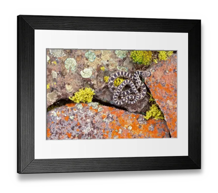Framed Print : North America; USA; Oregon Gopher Snake Framed Print : North America; USA; Oregon Gopher Snake