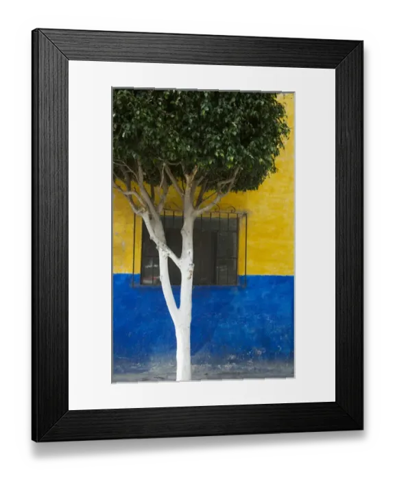 Framed Print : North America, Mexico, Guanajuato state, San Miguel de Allende. Tree in front of