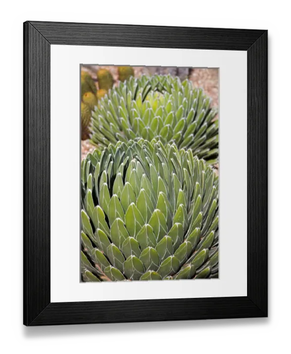 Framed Print : North America, Mexico, Guanajuato state, San Miguel. The Botanical Garden named Framed Print : North America, Mexico, Guanajuato state, San Miguel. The Botanical Garden named