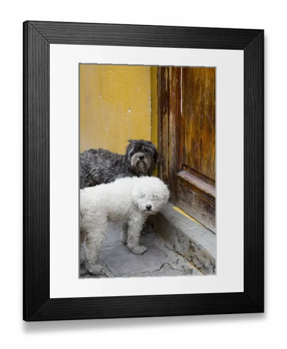 Framed Print : North America, Mexico, Guanajuato state, San Miguel. 2 dogs at doorway waiting to Framed Print : North America, Mexico, Guanajuato state, San Miguel. 2 dogs at doorway waiting to