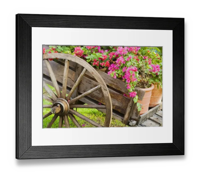 Framed Print : North America, Mexico, Quintana Roo, Playa de Carmen. A wagon full of potted bougainvillea Framed Print : North America, Mexico, Quintana Roo, Playa de Carmen. A wagon full of potted bougainvillea