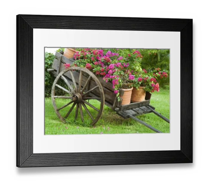 Framed Print : North America, Mexico, Quintana Roo, Playa de Carmen. A wagon full of potted bougainvillea