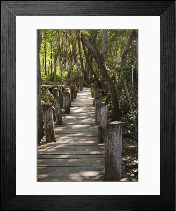 Framed Print : North America, Mexico, Yucatan. A boardwalk through a mangrove forest located in Framed Print : North America, Mexico, Yucatan. A boardwalk through a mangrove forest located in
