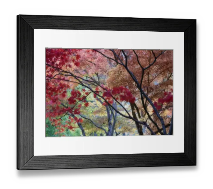 Framed Print : USA, Oregon, Ashland. Lithia Park maple trees in vivid autumn color with soft focus Framed Print : USA, Oregon, Ashland. Lithia Park maple trees in vivid autumn color with soft focus