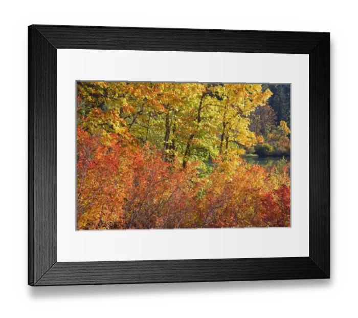 Framed Print : USA, Oregon, Willamette National Forest. Autumn-colored trees next to Clear Lake Framed Print : USA, Oregon, Willamette National Forest. Autumn-colored trees next to Clear Lake