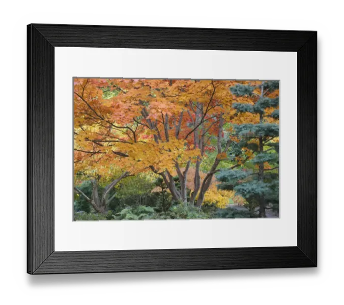 Framed Print : USA, Oregon, Ashland. Lithia Park trees in the Japanese Garden. Credit as: Don Paulson Framed Print : USA, Oregon, Ashland. Lithia Park trees in the Japanese Garden. Credit as: Don Paulson