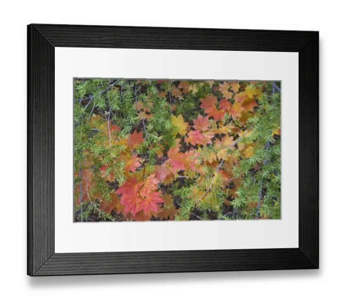 Framed Print : USA, Oregon, Rogue River National Forest. Close-up of vine maple leaves and hemlock branches