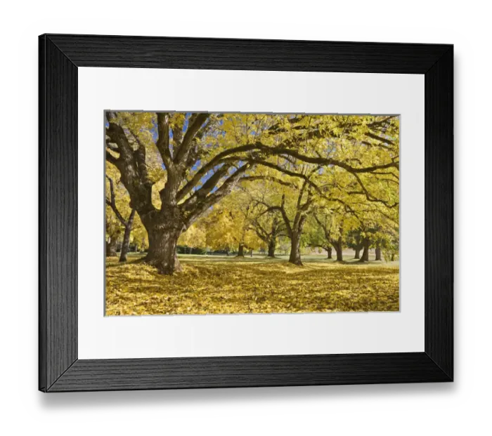 Framed Print : USA, Oregon, Joseph H. Stewart State Park. Walnut trees in autumn color. Credit as Framed Print : USA, Oregon, Joseph H. Stewart State Park. Walnut trees in autumn color. Credit as