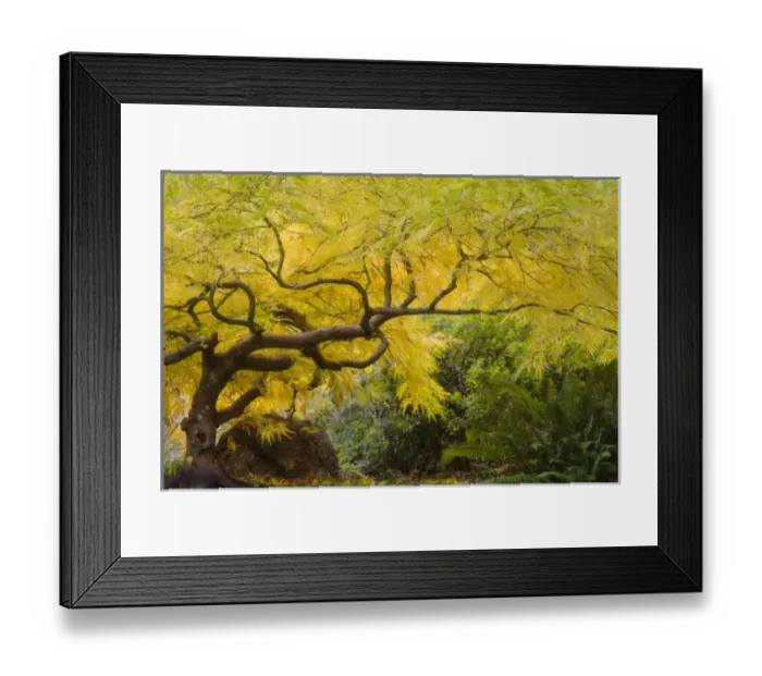 Framed Print : USA, Oregon, Ashland. Lithia Park yellow maple trees in the Japanese Garden. Credit as Framed Print : USA, Oregon, Ashland. Lithia Park yellow maple trees in the Japanese Garden. Credit as