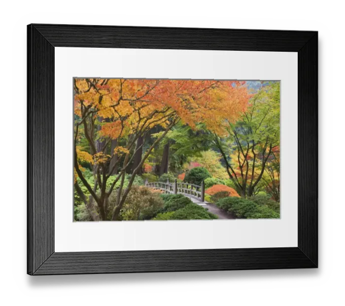Framed Print : USA, Oregon, Portland. Wooden bridge and maple trees in autumn color at Portland Japanese Garden Framed Print : USA, Oregon, Portland. Wooden bridge and maple trees in autumn color at Portland Japanese Garden