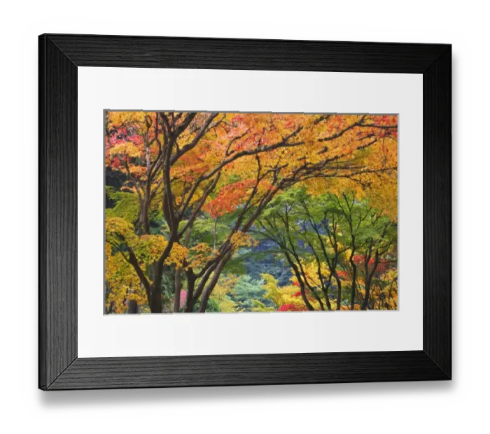 Framed Print : USA, Oregon, Portland. Maple trees in autumn color at Portland Japanese Garden. Credit as