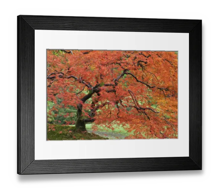Framed Print : USA, Oregon, Portland. Japanese maple tree in autumn color at Portland Japanese Garden Framed Print : USA, Oregon, Portland. Japanese maple tree in autumn color at Portland Japanese Garden