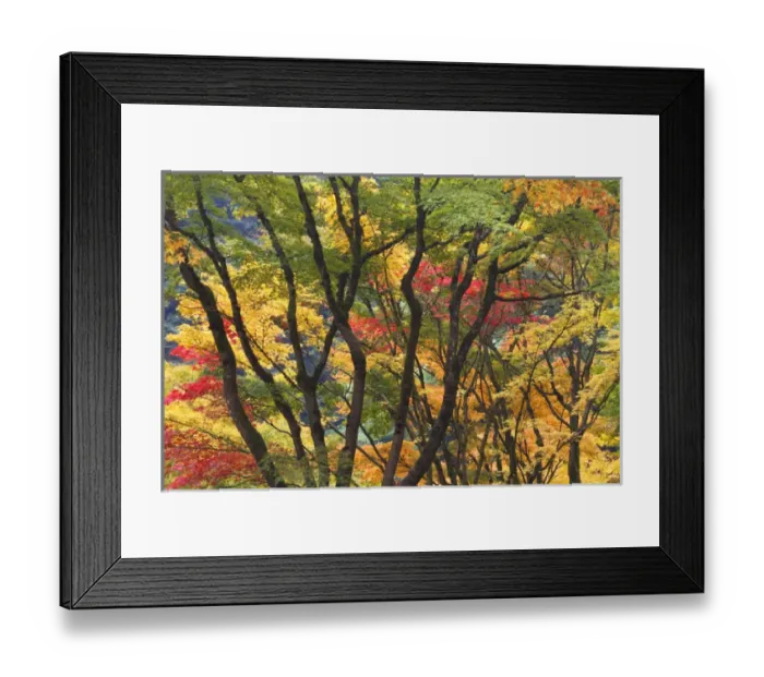 Framed Print : USA, Oregon, Portland. Maple trees form dramatic shapes at Portland Japanese Garden Framed Print : USA, Oregon, Portland. Maple trees form dramatic shapes at Portland Japanese Garden