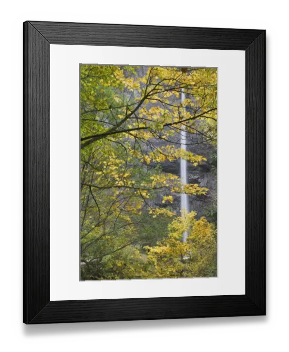 Framed Print : USA, Oregon, Columbia River Gorge. Latourell Falls seen through autumn foliage. Credit as Framed Print : USA, Oregon, Columbia River Gorge. Latourell Falls seen through autumn foliage. Credit as