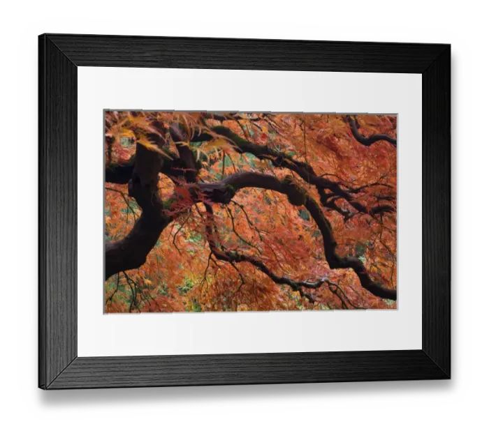 Framed Print : USA, Oregon, Portland. Japanese maple tree in autumn color at Portland Japanese Garden