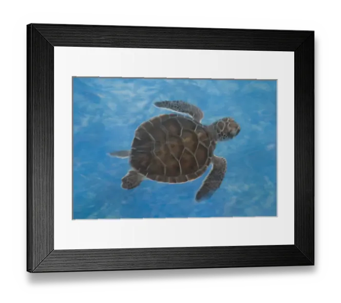 Framed Print : Mexico, Yucatan, Isla Mujeres (Island of Women), baby turtle swimming at Turtle Sanctuary Framed Print : Mexico, Yucatan, Isla Mujeres (Island of Women), baby turtle swimming at Turtle Sanctuary