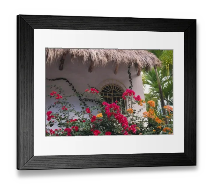 Framed Print : Mexico, Jalisco, Puerta Vallarta. Bougenvilla blooms underneath a thatch roof Framed Print : Mexico, Jalisco, Puerta Vallarta. Bougenvilla blooms underneath a thatch roof