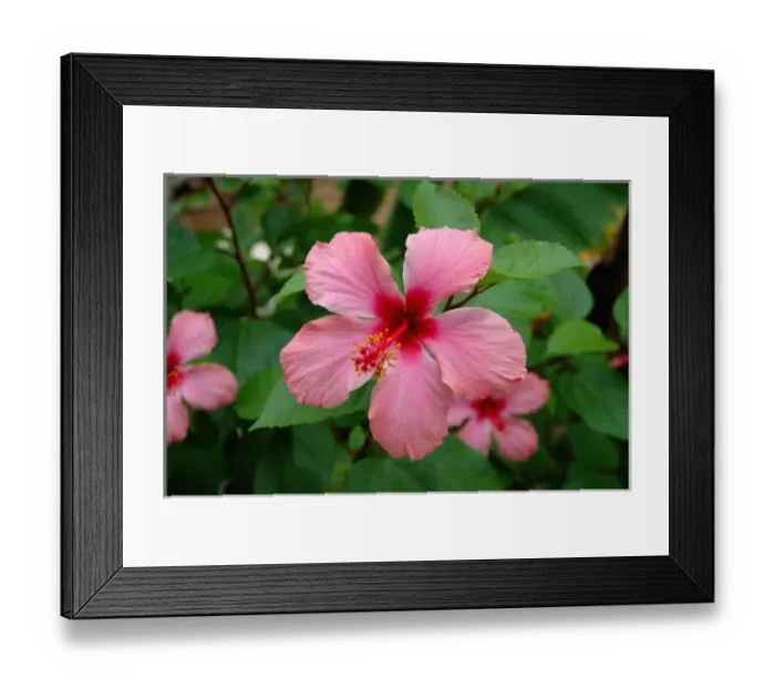 Framed Print : 06. Pink hibiscus flower Framed Print : 06. Pink hibiscus flower