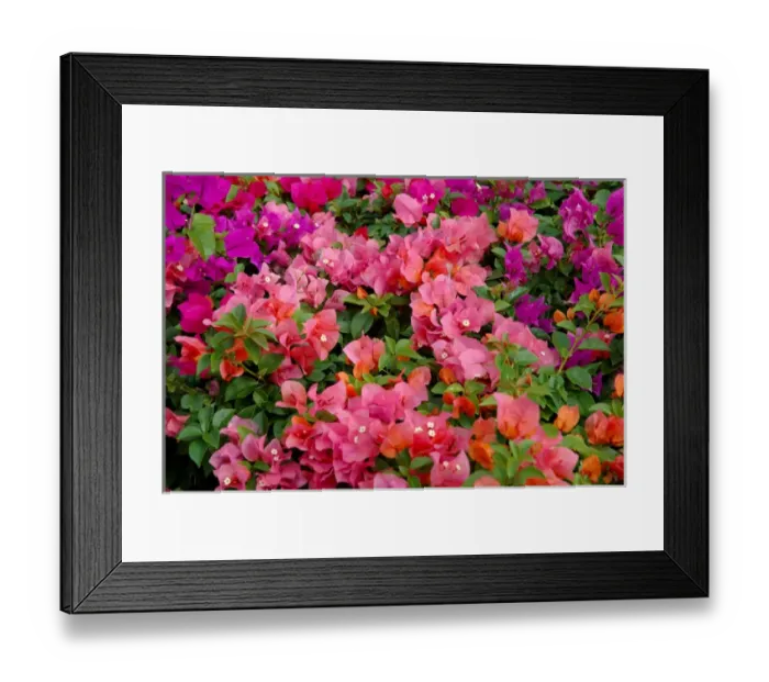 Framed Print : 06. Multicolor bougainvillea Framed Print : 06. Multicolor bougainvillea
