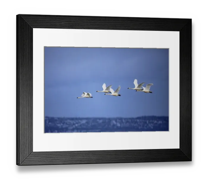 Framed Print : Tundra Swans in flight, Cygnus columbianus, Klamath Basin, Klamath Falls, Oregon