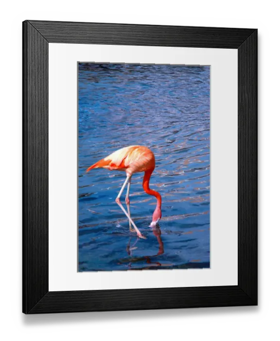 Framed Print : 06. Flamingo drinking