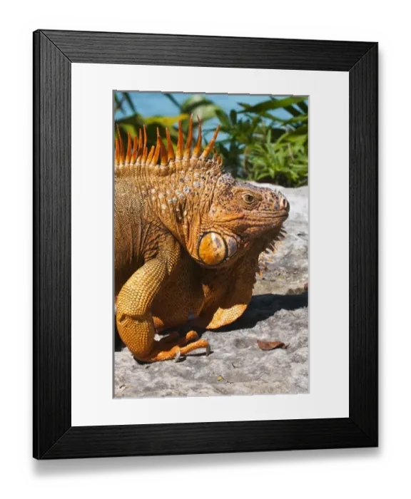 Framed Print : Mexico, Cozumel. Iguana Isla de Cozumel (Cozumel Island)
