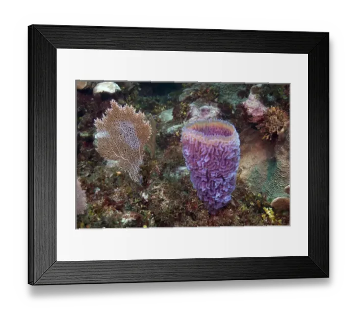 Framed Print : Azure Vase Sponge (Callyspongia plicifera) Xcalac Marine Reserve Mahahual Peninsula