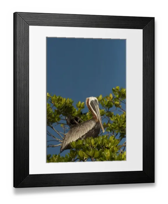 Framed Print : Brown Pelican (Pelecanus occidentalis) Puenta Gruesa Mahahual Peninsula Framed Print : Brown Pelican (Pelecanus occidentalis) Puenta Gruesa Mahahual Peninsula