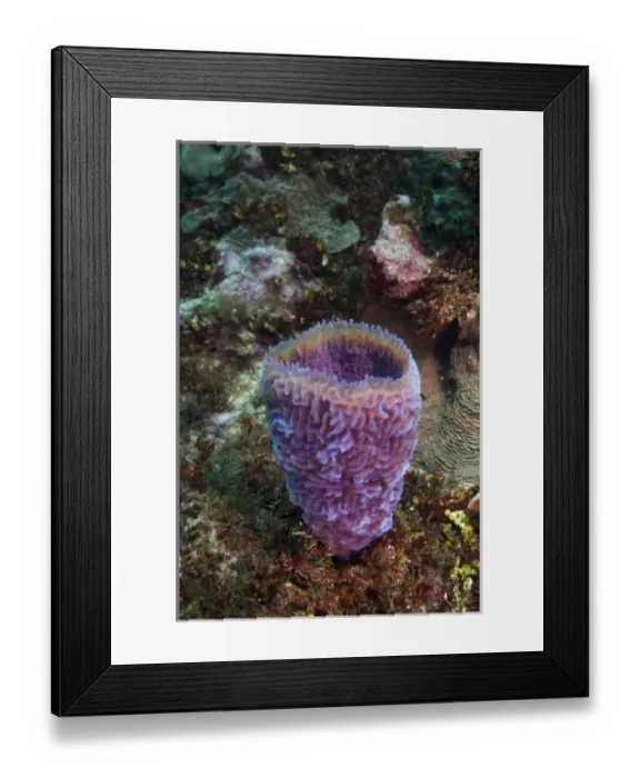 Framed Print : Azure Vase Sponge (Callyspongia plicifera) Xcalac Marine Reserve Mahahual Peninsula Framed Print : Azure Vase Sponge (Callyspongia plicifera) Xcalac Marine Reserve Mahahual Peninsula