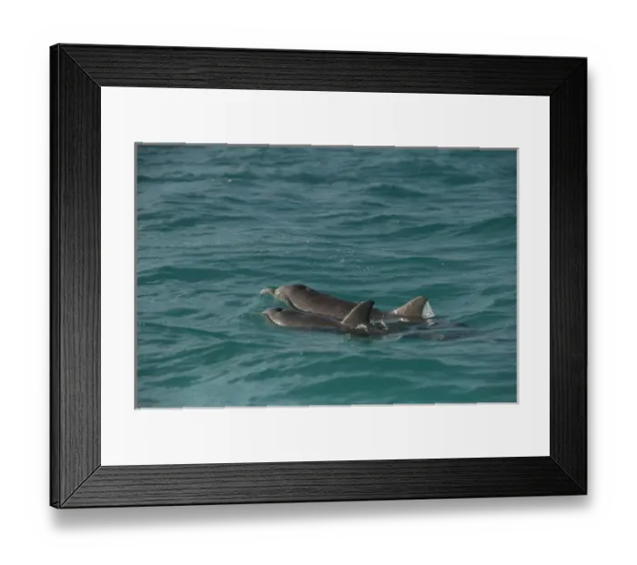 Framed Print : Common Bottlenose Dolphin (Tursiops truncatus) Punta Allen Sian Ka an Biosphere Framed Print : Common Bottlenose Dolphin (Tursiops truncatus) Punta Allen Sian Ka an Biosphere