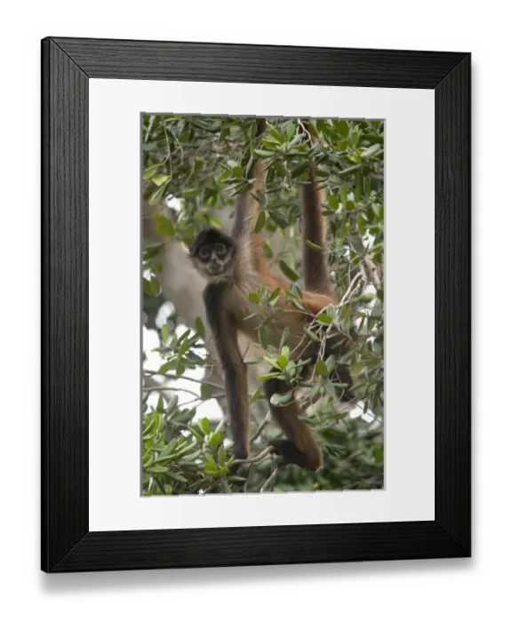 Framed Print : Central American Spider Monkey (Ateles geoffroyi yucatanensis) Yucatan Peninsula Framed Print : Central American Spider Monkey (Ateles geoffroyi yucatanensis) Yucatan Peninsula