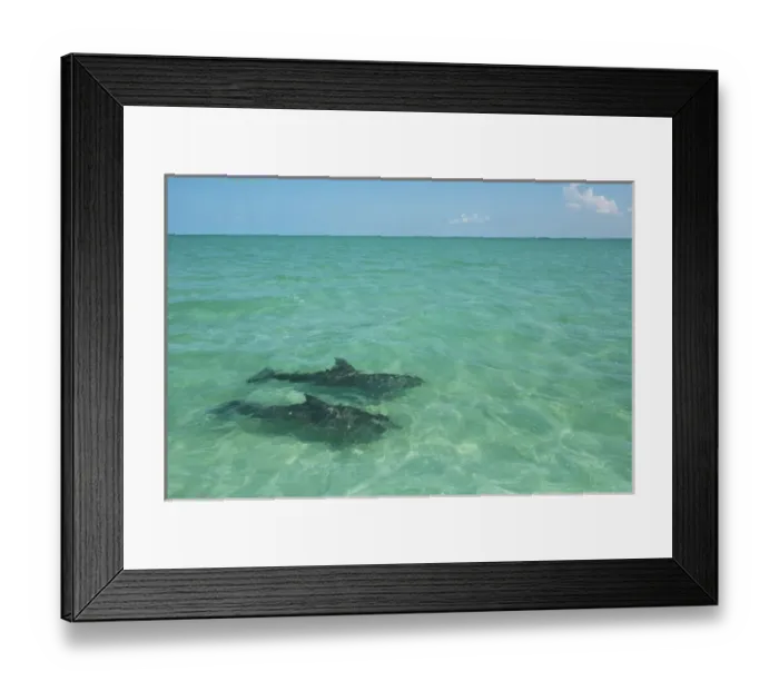Framed Print : Common Bottlenose Dolphin (Tursiops truncatus) Punta Allen Sian Ka an Biosphere Framed Print : Common Bottlenose Dolphin (Tursiops truncatus) Punta Allen Sian Ka an Biosphere
