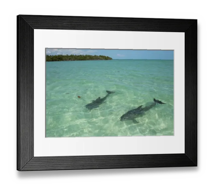 Framed Print : Common Bottlenose Dolphin (Tursiops truncatus) Punta Allen Sian Ka an Biosphere