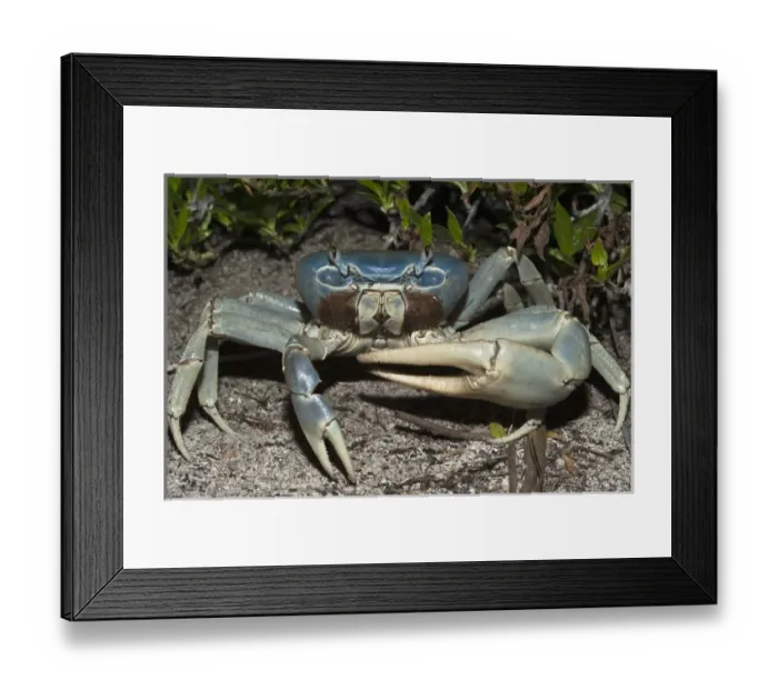 Framed Print : Giant Land Crab (Cardisoma guanhumi) Mahahual Penninsula South Yucatan Peninsula Framed Print : Giant Land Crab (Cardisoma guanhumi) Mahahual Penninsula South Yucatan Peninsula