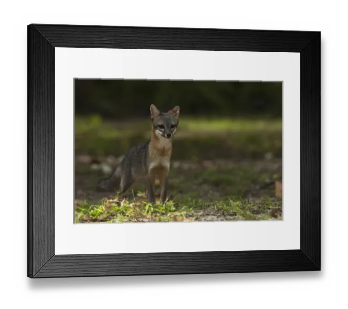 Framed Print : Gray Fox (Urocyon cinereoargenteus) Punta Allen Sian Ka an Biosphere Reserve
