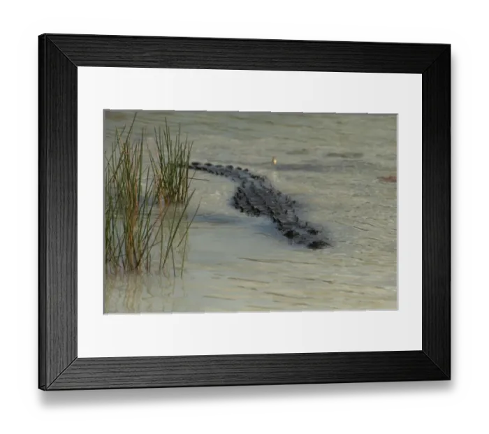 Framed Print : Morelets Crocodile (Crocodylus moreletii) Coba Quintana Roo Framed Print : Morelets Crocodile (Crocodylus moreletii) Coba Quintana Roo